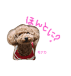 トイプー 兄妹★おはモナ（個別スタンプ：10）