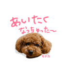 トイプー 兄妹★おはモナ（個別スタンプ：13）