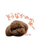 トイプー 兄妹★おはモナ（個別スタンプ：14）