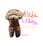 トイプー 兄妹★おはモナ（個別スタンプ：15）