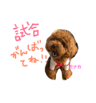 トイプー 兄妹★おはモナ（個別スタンプ：17）