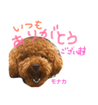 トイプー 兄妹★おはモナ（個別スタンプ：19）