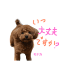 トイプー 兄妹★おはモナ（個別スタンプ：20）
