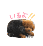 トイプー 兄妹★おはモナ（個別スタンプ：24）