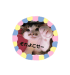 甘えニャンコ達（個別スタンプ：1）