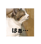 甘えニャンコ達（個別スタンプ：2）