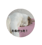 甘えニャンコ達（個別スタンプ：4）