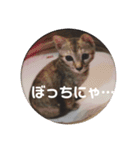 甘えニャンコ達（個別スタンプ：7）