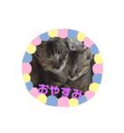 甘えニャンコ達（個別スタンプ：9）