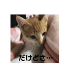 甘えニャンコ達（個別スタンプ：14）