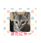 甘えニャンコ達（個別スタンプ：16）