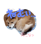 小夏的すたんぷ。（個別スタンプ：1）