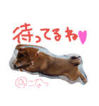 小夏的すたんぷ。（個別スタンプ：10）