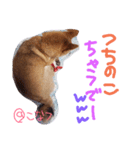 小夏的すたんぷ。（個別スタンプ：16）
