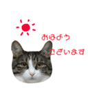 にゃこ麻呂スタンプ（個別スタンプ：4）