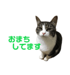 にゃこ麻呂スタンプ（個別スタンプ：12）