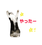 にゃこ麻呂スタンプ（個別スタンプ：14）