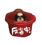 シーズーのぽん太とじゅり（個別スタンプ：5）