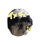 シーズーのぽん太とじゅり（個別スタンプ：6）