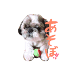 シーズーのぽん太とじゅり（個別スタンプ：9）