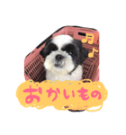 シーズーのぽん太とじゅり（個別スタンプ：11）