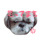 シーズーのぽん太とじゅり（個別スタンプ：15）