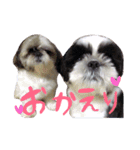 シーズーのぽん太とじゅり（個別スタンプ：21）