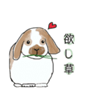 ホーランドロップ（個別スタンプ：3）