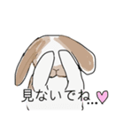 ホーランドロップ（個別スタンプ：8）