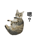 猫QQ（個別スタンプ：1）