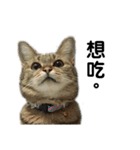 猫QQ（個別スタンプ：2）