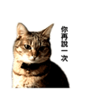猫QQ（個別スタンプ：3）