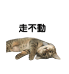猫QQ（個別スタンプ：5）