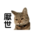 猫QQ（個別スタンプ：6）