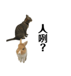 猫QQ（個別スタンプ：7）