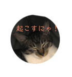 うめたんの弟くろすけと妹のりあたんの一言（個別スタンプ：2）