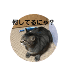 うめたんの弟くろすけと妹のりあたんの一言（個別スタンプ：3）