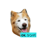 シンバちゃんの気持ち 2（個別スタンプ：1）