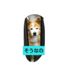シンバちゃんの気持ち 2（個別スタンプ：8）