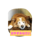 シンバちゃんの気持ち 2（個別スタンプ：11）