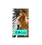 シンバちゃんの気持ち 2（個別スタンプ：14）