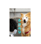 シンバちゃんの気持ち 2（個別スタンプ：16）