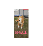 シンバちゃんの気持ち 2（個別スタンプ：17）