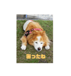 シンバちゃんの気持ち 2（個別スタンプ：21）