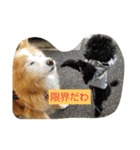 シンバちゃんの気持ち 2（個別スタンプ：22）
