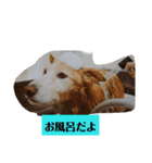 シンバちゃんの気持ち 2（個別スタンプ：26）