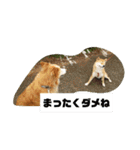 シンバちゃんの気持ち 2（個別スタンプ：30）