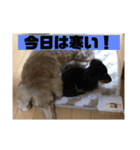 ABCワン公（個別スタンプ：8）