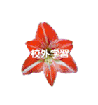 スケジュール／学校行事（個別スタンプ：20）
