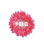 スケジュール／学校行事（個別スタンプ：26）